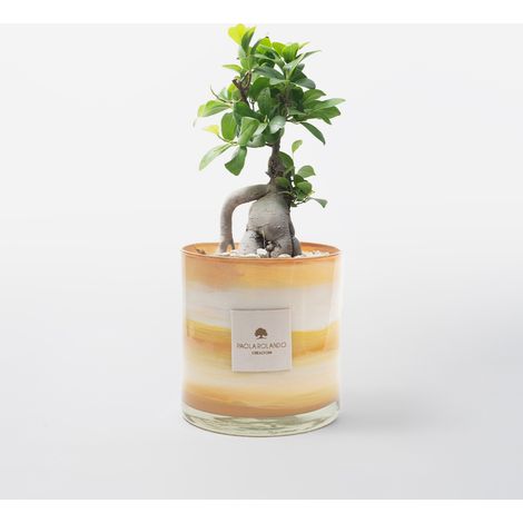 Bonsai Ficus Ginseng in vaso di vetro decorato a mano Marble H 15 - Arancione