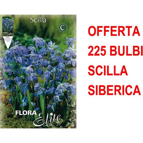 OFFERTA 225 BULBI SCILLA SIBERICA