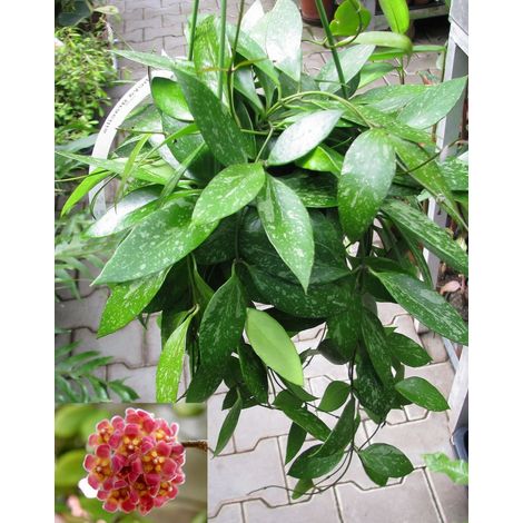 HOYA GRACILIS FIORE DI CERA VASO 12CM