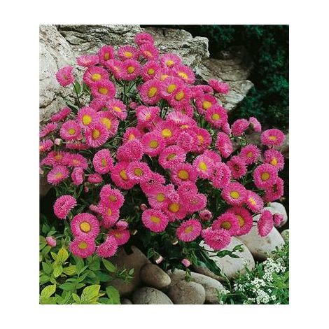 ERIGERON GLAUCUS ROSE - PLANTE VIVACE - 3 GODETS