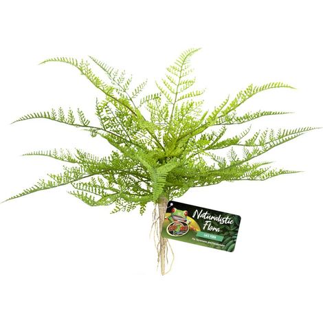 Naturalistic Flora Lacefern