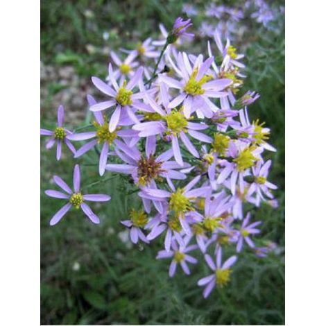 Aster à feuilles de sedum Godet de 8/9 cm (1/4)