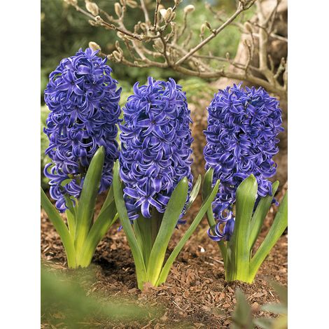 Jacinthe 'Blue pearl' Bulbe calibre 17+ (par 5)