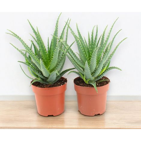 Gardenaria Aloe arborescens - Pianta da interno ornamentale - Altezza: 25 cm (vaso 12) (1/5)
