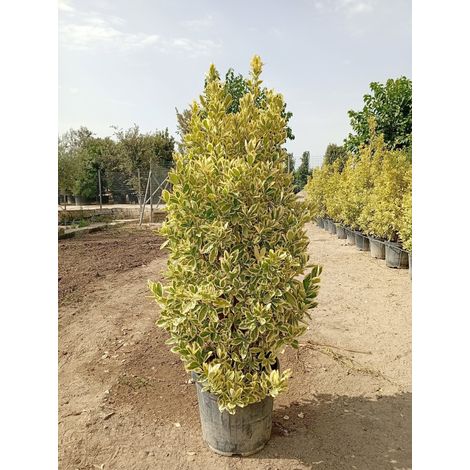 EUONYMUS JAPONICUS CESP.40 BRAVO