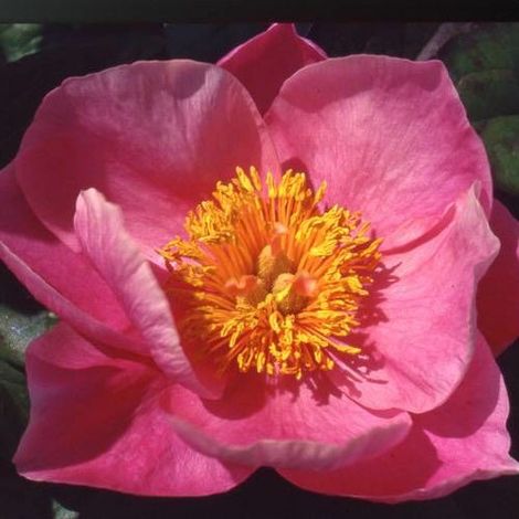 Pivoine herbacée Pink Chalice/Pot de 2L - 10/20 cm (1/5)