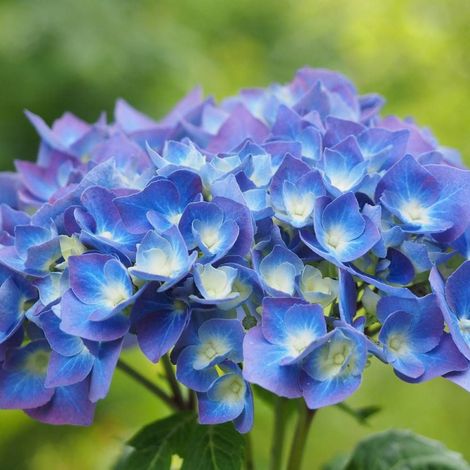 Hortensia Bleu, Hydrangea macrophylla/Pot de 4L - 40/60 cm (1/3)