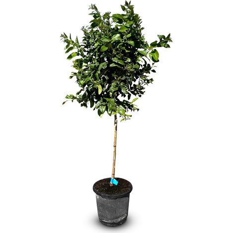 Citronnier – Citrus limon – Hauteur 150 cm – Arbre fruitier – (1/4)