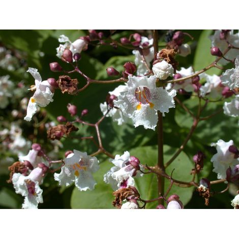CATALPA ERUBESCENS  PURPUREA IN VASO 24CM (1/2)