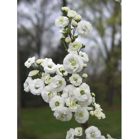 Spirée à feuilles de prunier 'Plena' Pot de 2L/3L (1/2)