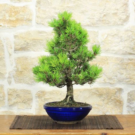 Bonsai di Pino Nero Thunbergii Senjyumaru (8) (1/5)