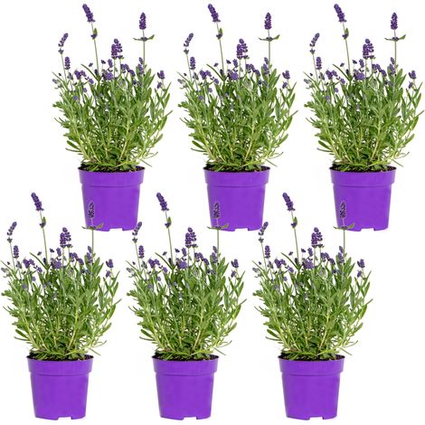 Bloomique - Lot de 6 - Lavandula Angustifolia – Lavande – Plantes de jardin – Rustique – 15-20 cm de haut – Pot 10,5 cm