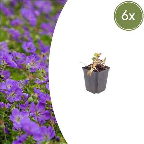 Lot de 6 Géraniums Vivaces Azure Rush Couvre-sol Fleurs Bleu Vif Hauteur 10-25 cm Pot Ø 9 cm - PANGIVO (1/5)