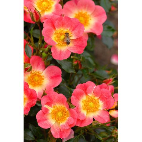 Gardenaria Rosa 'Bienenweide Bicolor' - Rosa da giardino - Altezza: 25/30 cm (vaso15) (1/4)