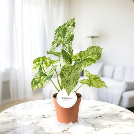 Gardenaria Syngonium 'Mottled' - Pianta da interno ornamentale - Altezza: 35 cm (vaso 12) (1/4)