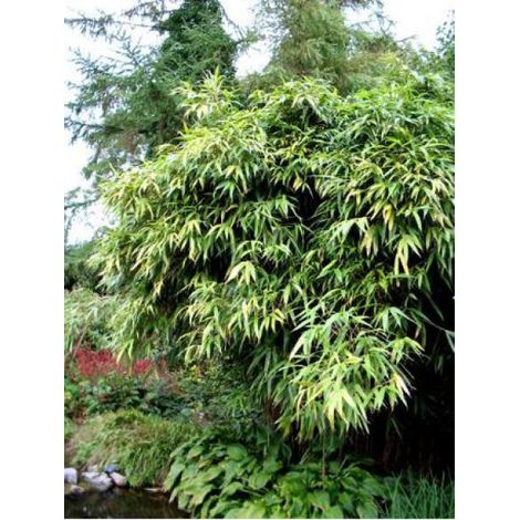 Pseudosasa japonica Pot de 4L/5L