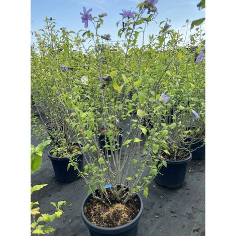 Gardenaria Ibisco - Hibiscus syriacus 'Marine' - Arbusto ornamentale da giardino - Altezza: 100/120 cm (vaso20) (1/2)