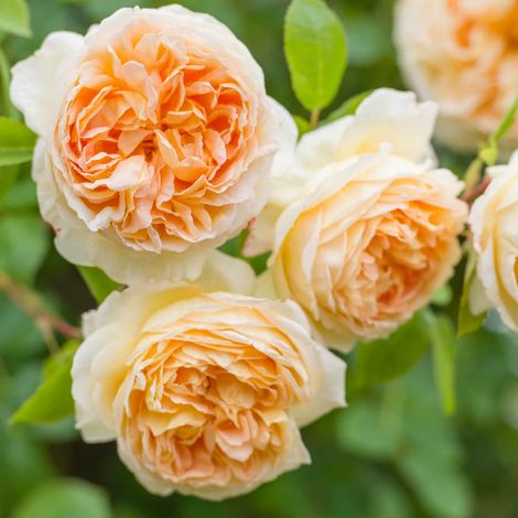 Gardenaria Rosa 'Bathsheba' - Rosa da giardino - Altezza: 40/50 cm (vaso20) (1/3)
