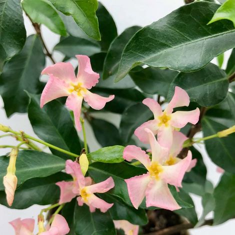 Jasmin de Toscane (Trachelospermum jasminoides) - Rose - Plante grimpante - Plante de jardin - Rustique - Persistant - Hauteur : 50-70 cm - Pot de 15 cm (1/5)