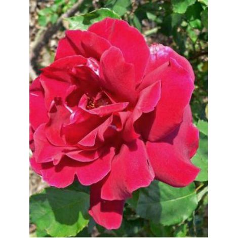 Rosier grimpant 'Etoile de Hollande' Pot de 4L/5L