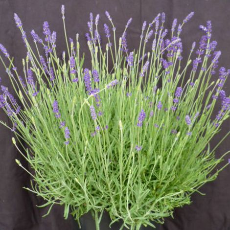 Lavande Twickel Purple/Pot de 3L - 20/40 cm (1/4)