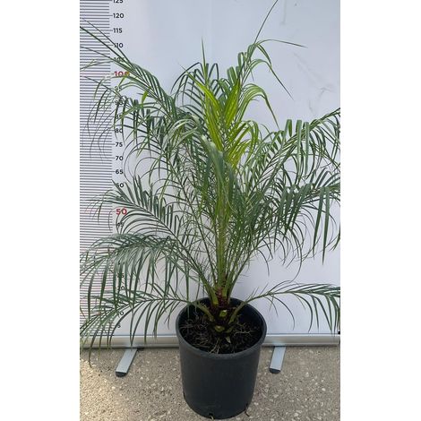 PIANTA DI PHOENIX ROBELLINA Phoenix "Roebelenii"  VASO 28 CM   (foto reali)