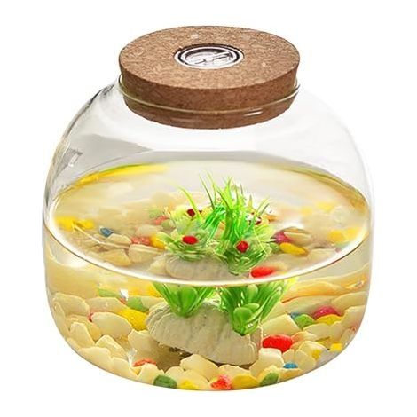 Terrarium en Verre pour Plantes, 1600 ML de Terrarium végétal avec Couvercle de liège, Grand Pot d'ouverture pour Mini Succulent dans Le Paysage, affichages Floraux, Collections d'artisanat et etc. (1/5)