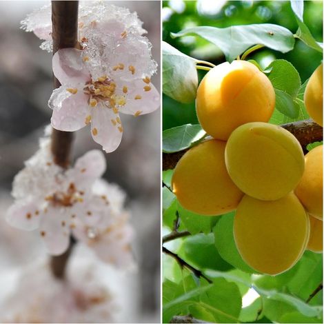 Planta Frutal Albaricoque Pepito Rubio. Variedad Tardia. 80 - 100 Cm