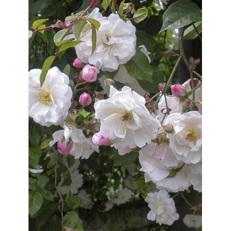 Rosier 'Adélaïde d'Orléans' Pot de 4L/5L (1/4)