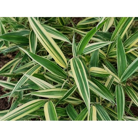 Gardenaria Bambù Variegato Shiroshima - Hibanobambusa tranquillans 'Shiroshima' - Bambù ornamentale da esterno - Altezza: 125/150 cm (vaso28) (1/2)