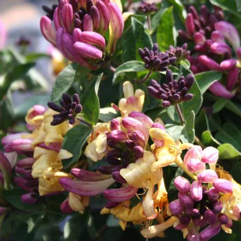 LONICERA CAPRIFOGLIO CHIC & CHOC VASO 13CM (1/2)