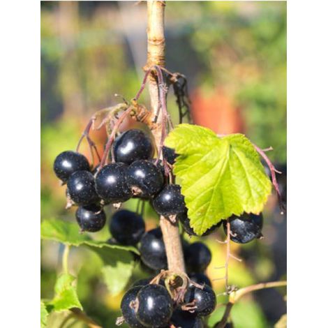 Cassissier 'Noir de Bourgogne' Pot de 4L/5L