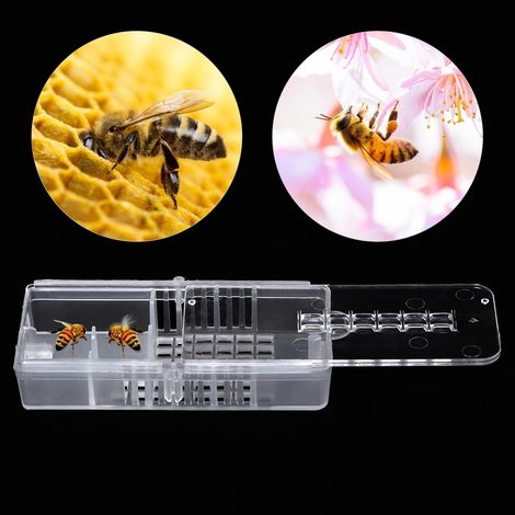 Kit de 10 coupelles d'élevage en plastique pour abeilles, cages à reines et outils d'apiculture (1/5)