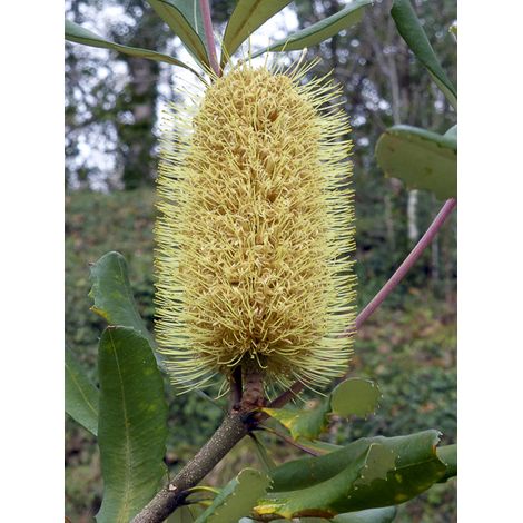 Banksia integrifolia Pot de 3L/4L