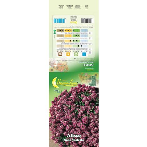 SEMI GARDEN ALISSO VIOLETTO NANO