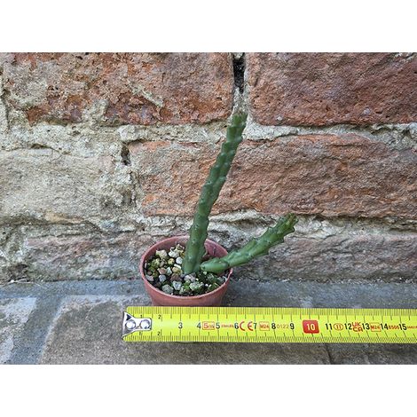 Stapelia varigata 6 cm, cactus, pianta grassa