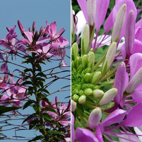Semillas de Cleome Spinosa Rose Queen. Pata de Vaca. 50 Gramos