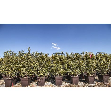 Gardenaria Elaeagnus ebbingei 'Viveleg' - Arbusto ornamentale da giardino - Altezza: 40/60 cm (vaso19) (1/5)