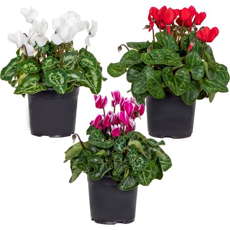 Bloomique - Lot de 3 - Cyclamen Persicum - Cyclamen de patio - Plantes vivaces - Résistantes au gel - 15-25 cm de haut - Pot 10,5 cm (1/4)