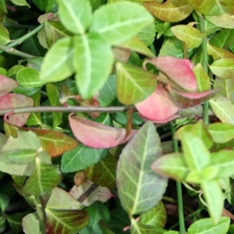 Fusain persistant 'Coloratus' - 20-30 cm pot