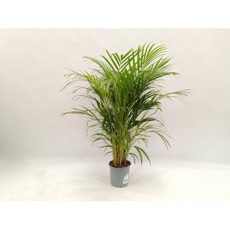 Gardenaria Areca - Dypsis lutescens - Pianta da interno ornamentale - Altezza: 110 cm (vaso 22) (1/5)