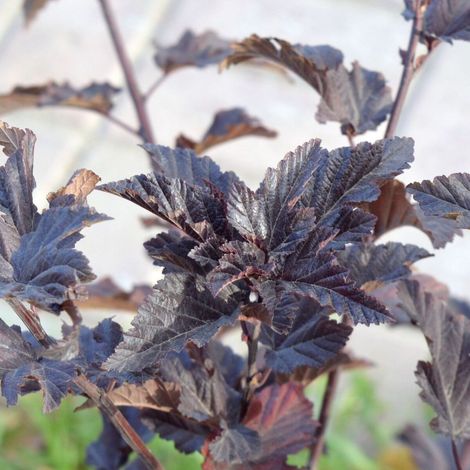 Physocarpus Tiny Wine®, Physocarpe/Pot de 3L - 40/60 cm