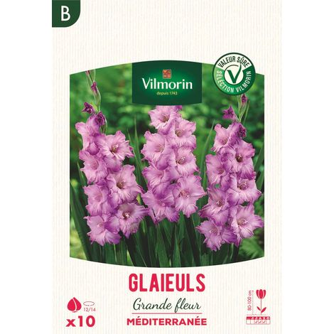 Glaïeuls Grande Fleur Méditerranée (x10) Vilmorin (1/2)