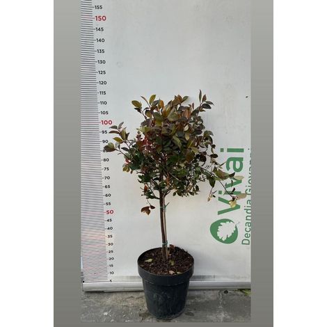 PIANTA DI PHOTINIA FRASERI ROBUSTA COMPACTA ALB. V. 30 1/4 FUSTO