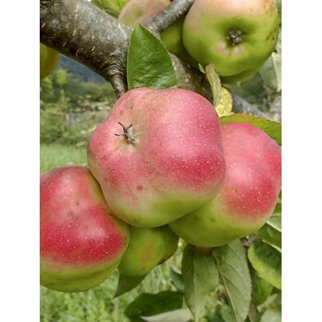 Pommier 'Api Etoile' Pot de 7,5L/10L, Gobelet (1/5)