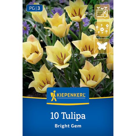 Kiepenkerl Herbstblumenzwiebel Tulpen Wild Bright Gem 10 Stück