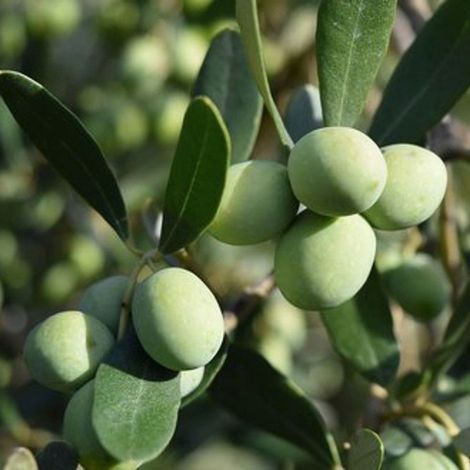 PIANTA DI ULIVO CIPRESSINO in vaso 20 - età 2/3 anni (foto reali)