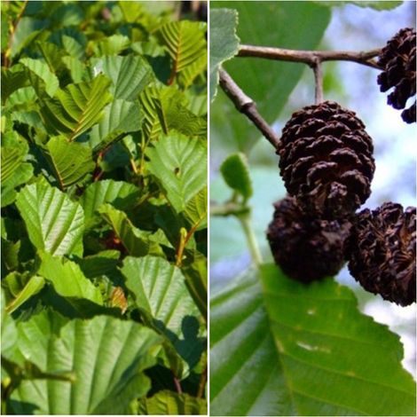 Semillas de Alnus Glutinosa. Aliso. 50 Gramos