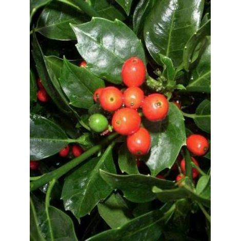 Aucuba du Japon 'Rozannie' Pot de 2L/3L (1/5)