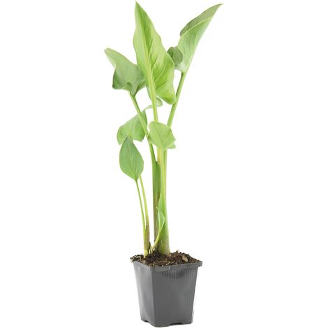 Bloomique - Zantedeschia Aethiopica - Arum blanc - Plantes de bassin - Résistante au gel - Hauteur 10-20 cm - Pot 9 cm
